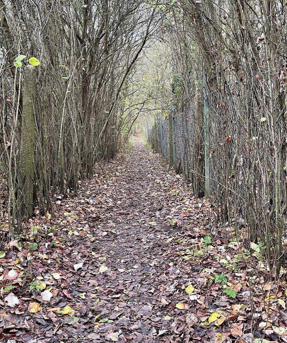 jredden's tweet photo. Another nippy day, another 7km.
.
Winter is seeping into my bones!
.
Kicking up leaves, childhood memories.
.
I don’t think the Tin Tin look suits me. Time for a haircut.
.
#Tintin #7KMRun #Oxfordshire #Winter #WinterIsHere #ChildhoodMemories #NakedTrees #INeedAHaircut https://t.co/XCseo5tVWB