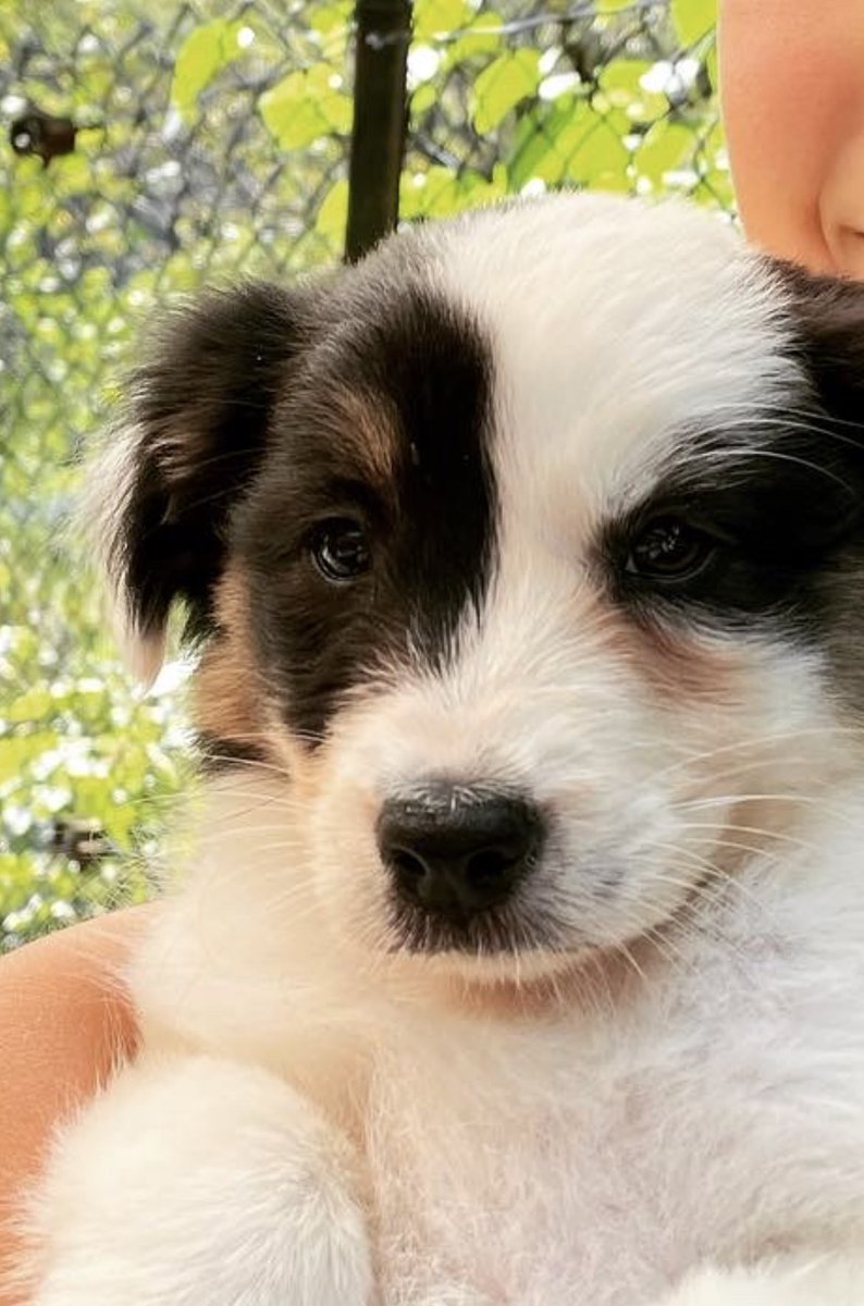 amadgem's tweet photo. I just wanted the whole world to know that in the #KimKardashian #PeteDavidson #KanyeWest situation I’m totally part of the LOOK AT MY DOGGO HOW CUTE IS SHE https://t.co/IDMraQesEg