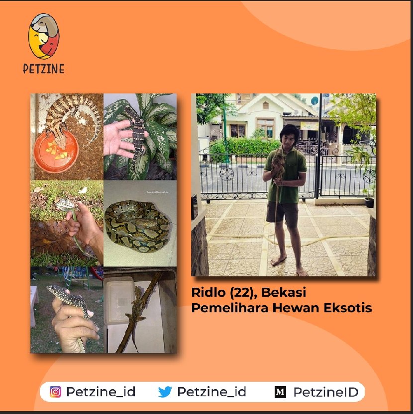 Petzine_id's tweet photo. Halo Sobat Petzine!

Penasaran bagaimana rasanya memelihara hewan eksotis? 

Buat kamu yang penasaran, jangan lewatkan Petcast episode 1 yang akan tayang malam ini di Anchor dan Spotify PetzineID! 

#PetzineID #HewanPeliharaan #HewanEksotis https://t.co/kKARwGkYHH