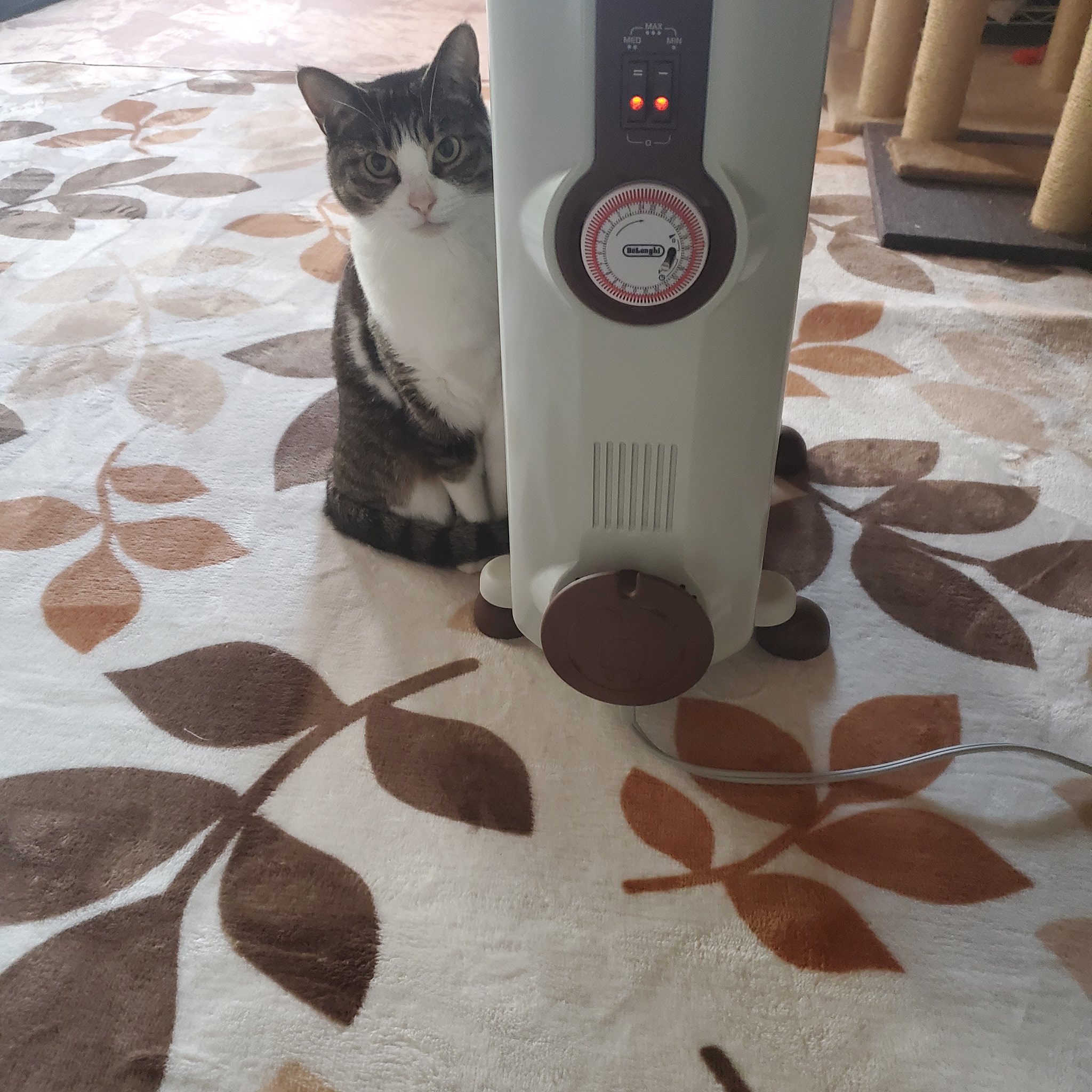 G Dragon 猫自慢させてください 可愛すぎる うちの猫 オイルヒーター独占 猫のいる暮らし T Co Y4taft8z0n Twitter