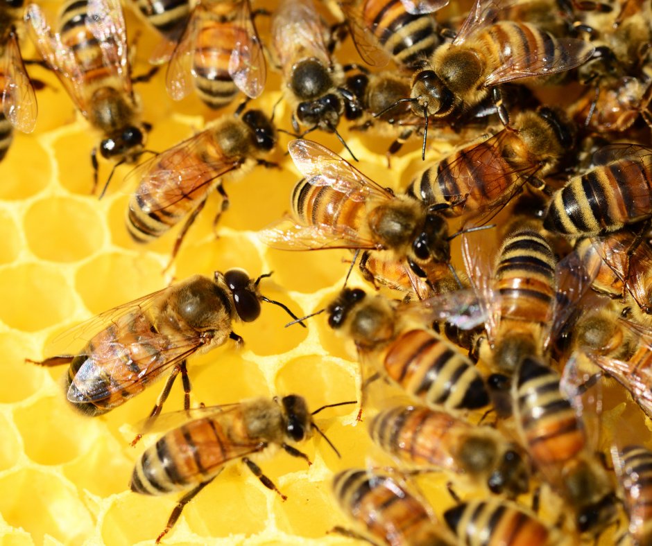 WAFarmers's tweet photo. ๐ #BIOSECURITY ALERTS & UPDATES FOR #WA ๐
#BICWA has created a webpage that provides #beekeepers with information about all of the recent #bee related biosecurity alerts and updates in Western Australia ๐
#ausag #wafarmersfirst #bees
Available here: https://t.co/XLq8djDST2 https://t.co/hbxuOgaSDI