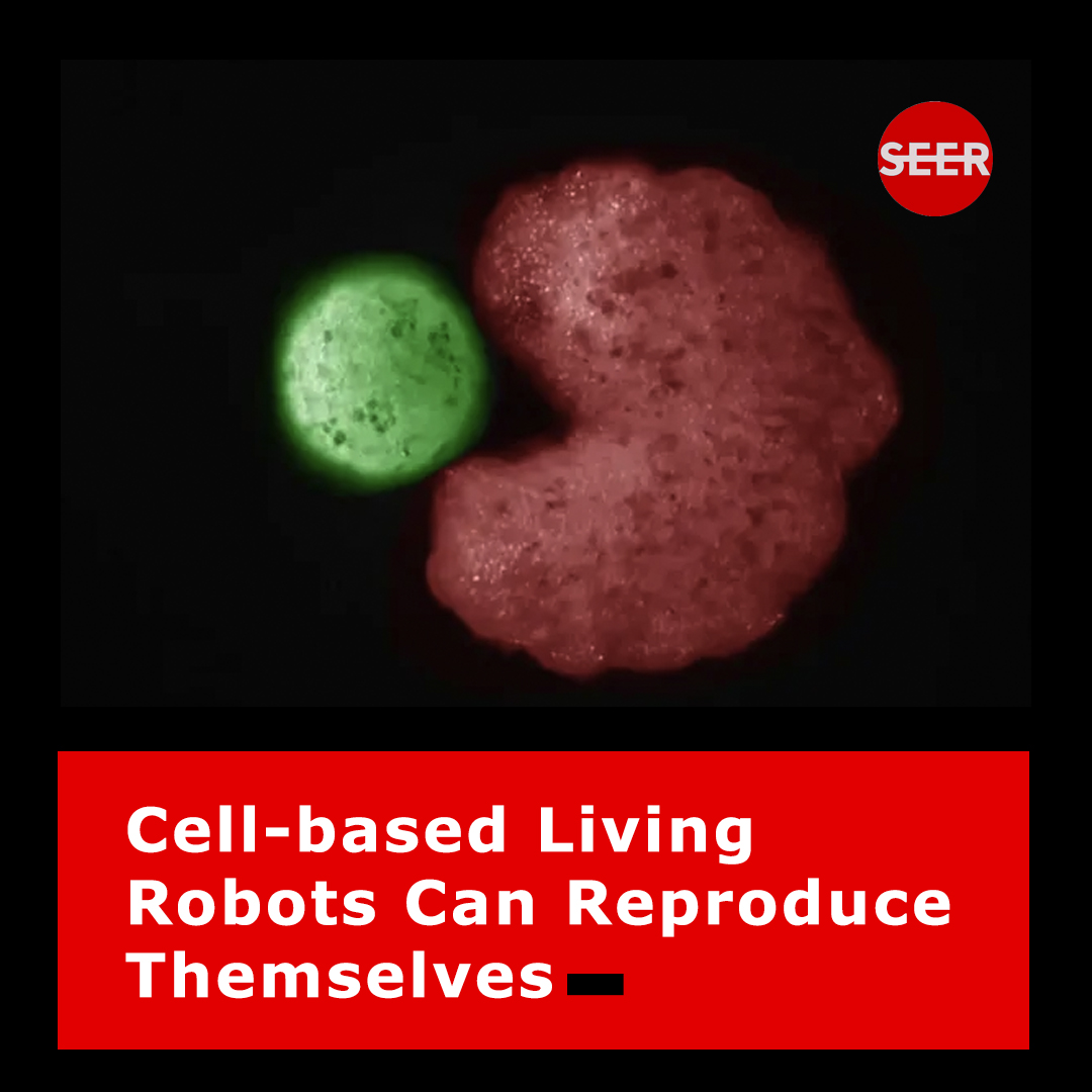 Seer_media's tweet photo. The #US scientists who created the first #livingrobots say the life forms known as #xenobots can reproduce and in a way not seen in plants and animals.
Formed from the stem cells of the African clawed frog from which it takes its name, xenobots are less than a millimeter wide. https://t.co/JwDFKafFIf
