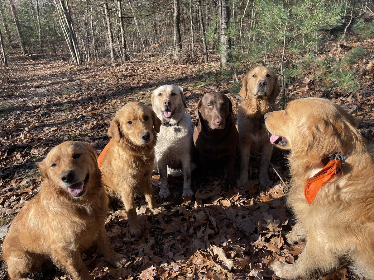 sandimanna's tweet photo. Flynnie having a talk with the kids about the importance of walking as a pack 🤎 https://t.co/lhcAkzrez8