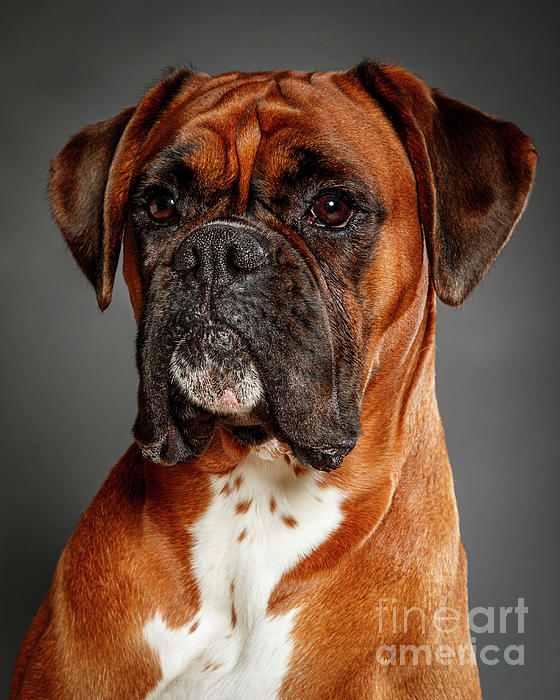 Gunnar_Orn's tweet photo. New artwork for sale! - "Boxer" - https://t.co/WCRAt8YKYt @shoppixels https://t.co/9AoBLxk40y