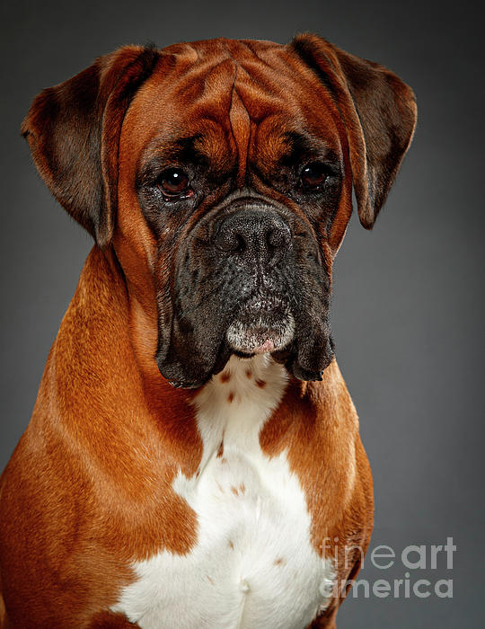 Gunnar_Orn's tweet photo. New artwork for sale! - "Boxer" - https://t.co/g7m7tdpMia @shoppixels https://t.co/xfDPudtGQ5