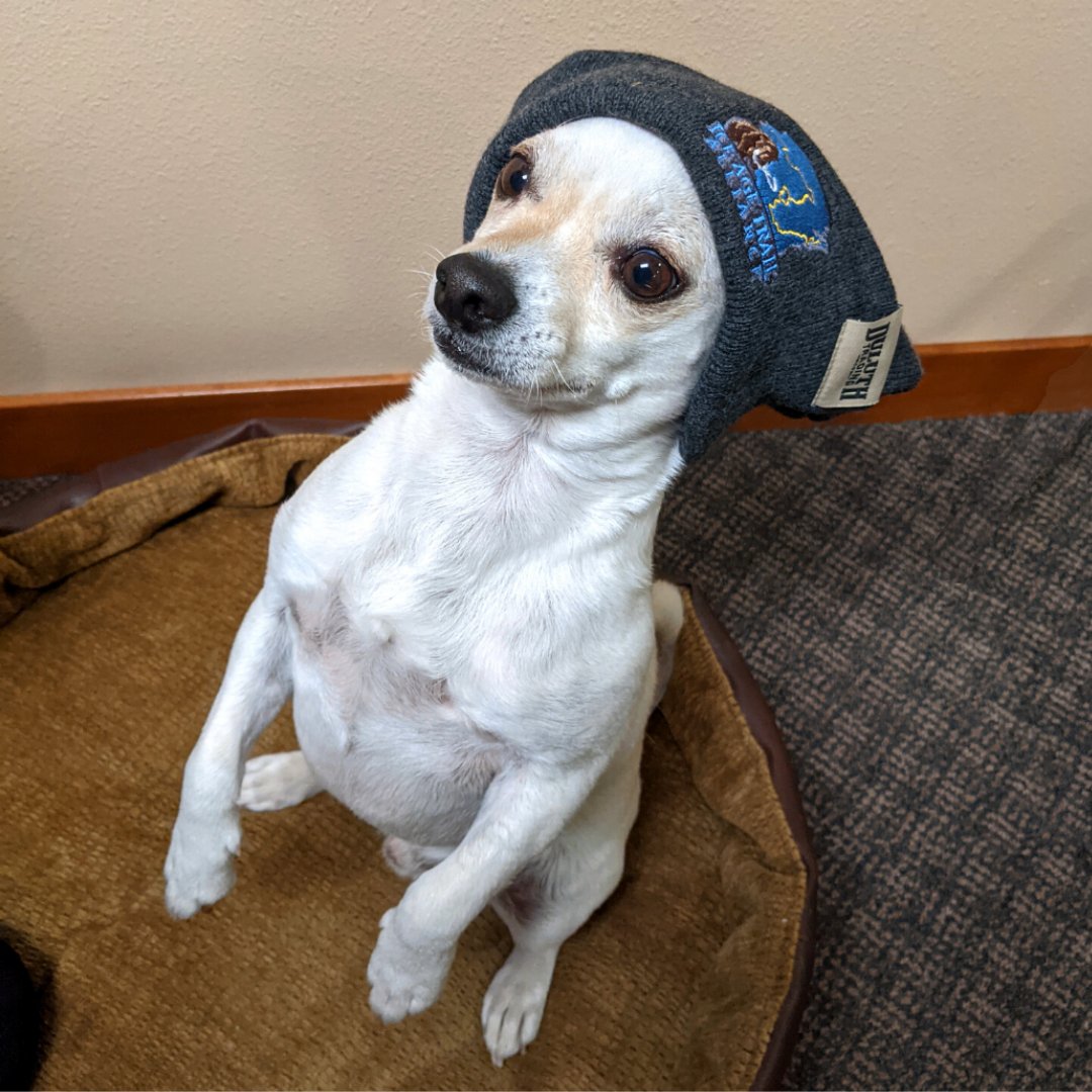 Ice Age Trail (@iceagetrailorg) on Twitter photo LAST DAY to receive a limited-edition cap when you sign up to become a new member of the #IceAgeTrail Alliance!
Want to be as cool as our office dog, Gandalf?
This exclusive cap from <a href="/DuluthTradingCo/">Duluth Trading Co.</a> is probably your best chance.
Become a member today!
bit.ly/3nRf7wy LAST DAY to receive a limited-edition cap when you sign up to become a new member of the #IceAgeTrail Alliance!
Want to be as cool as our office dog, Gandalf?
This exclusive cap from <a href="/DuluthTradingCo/">Duluth Trading Co.</a> is probably your best chance.
Become a member today!
bit.ly/3nRf7wy