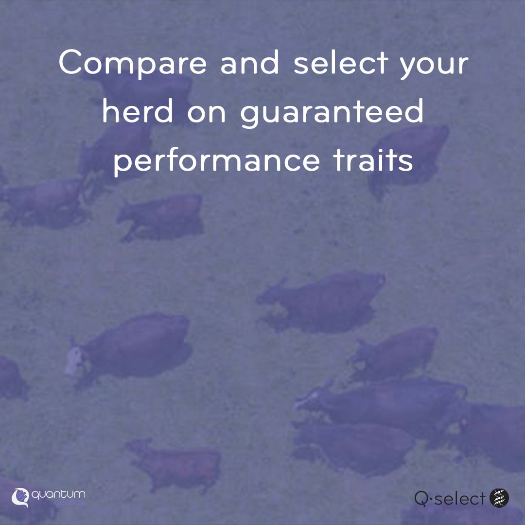 QuantumGenetix's tweet photo. Q-select provides an insight into the potential performance of your beef animal. A tool to maximize the profit of your calves come weaning. 
A simple genomic test that provides 100% heritable traits, developed by ranchers for ranchers #genomicssimplified #beef #cattle #genomics https://t.co/UvpPek5KDt