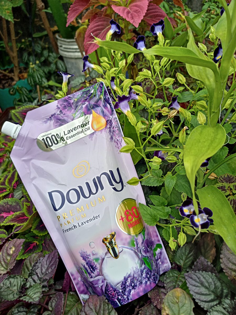 Mommaoftwocute's tweet photo. Yay!!! The new @Downy_PH French Lavender is so relaxing and calming 💜😌
You need to try this mommies and Daddies! 🤩💜

#CalmMeDowny #DownyFrenchLavender
#mommyphepotmommyclub https://t.co/E3RsSmFdjN