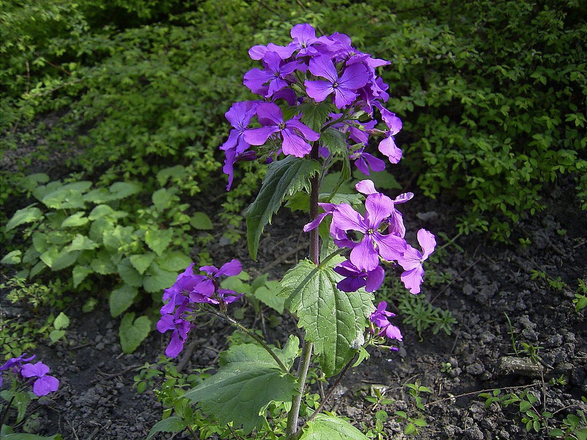 Breamd's tweet photo. @carlotaaperezz Lunaria commonly known as Honesty 💜 BTW That’s a good thing! No cambies ! Love ya @carlotaaperez https://t.co/X2XZ8pUp3j