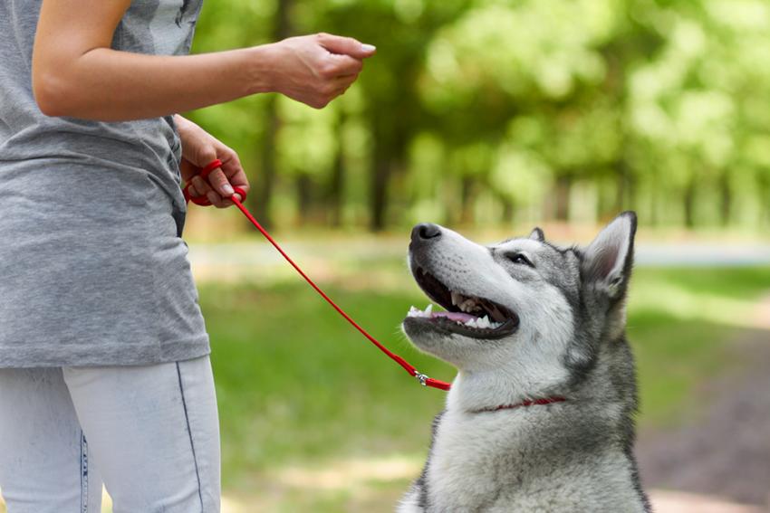 SksDog's tweet photo. Does your dog/puppy drive you crazy with its excessive barking, whining or chewing? Or is your dog too aggressive, biting or growling at your visitors.
#dogtraining #dogsofinstagram #dog #dogs #dogtrainer #k #puppy #dogstagram #doglife #doglover #dogoftheday #training https://t.co/MAxk8R71HY