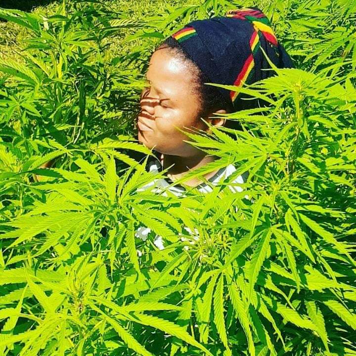 UnathiHenama's tweet photo. #unemployment is high bcz we are not trading well with the world. We have an advantage and it's cannabis which is green gold. We are already exporting it illegally without taking it. If we allow the commercial cultivation of cannabis poverty would end immediately.
@eNCA https://t.co/HRNAPnct1u