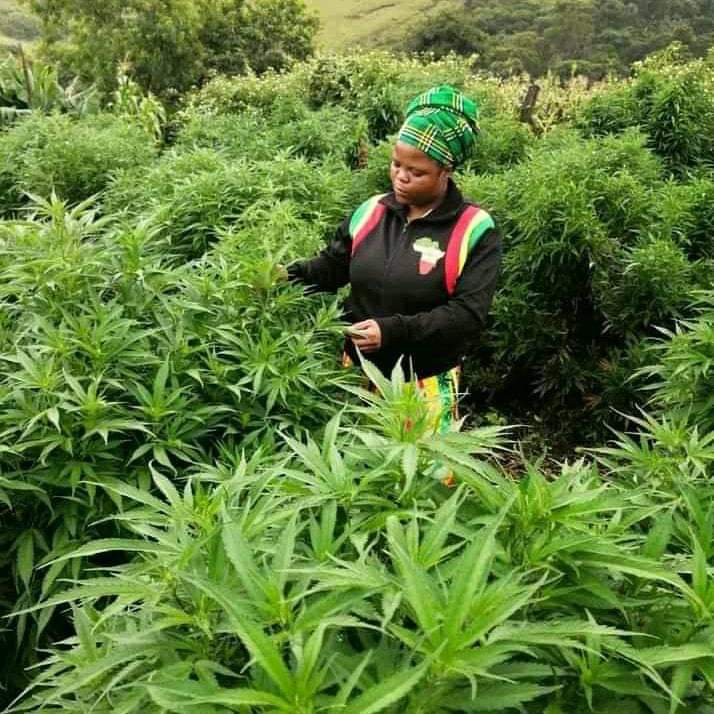 UnathiHenama's tweet photo. #unemployment is high bcz we are not trading well with the world. We have an advantage and it's cannabis which is green gold. We are already exporting it illegally without taking it. If we allow the commercial cultivation of cannabis poverty would end immediately.
@eNCA https://t.co/HRNAPnct1u