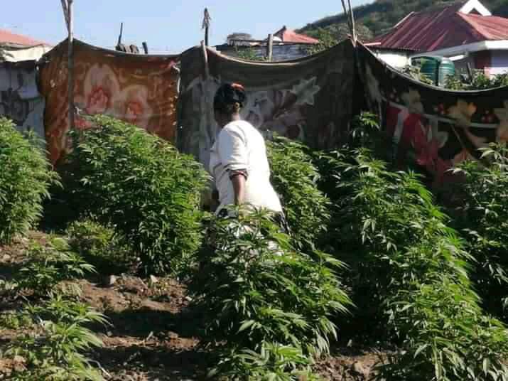 UnathiHenama's tweet photo. #unemployment is high bcz we are not trading well with the world. We have an advantage and it's cannabis which is green gold. We are already exporting it illegally without taking it. If we allow the commercial cultivation of cannabis poverty would end immediately.
@eNCA https://t.co/HRNAPnct1u