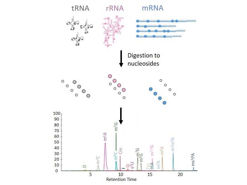 Breakthrough**RNA marker modifications reveal the necessity for rigorous preparation protocols to avoid artifacts in epitranscriptomic analysis academic.oup.com/nar/advance-ar…