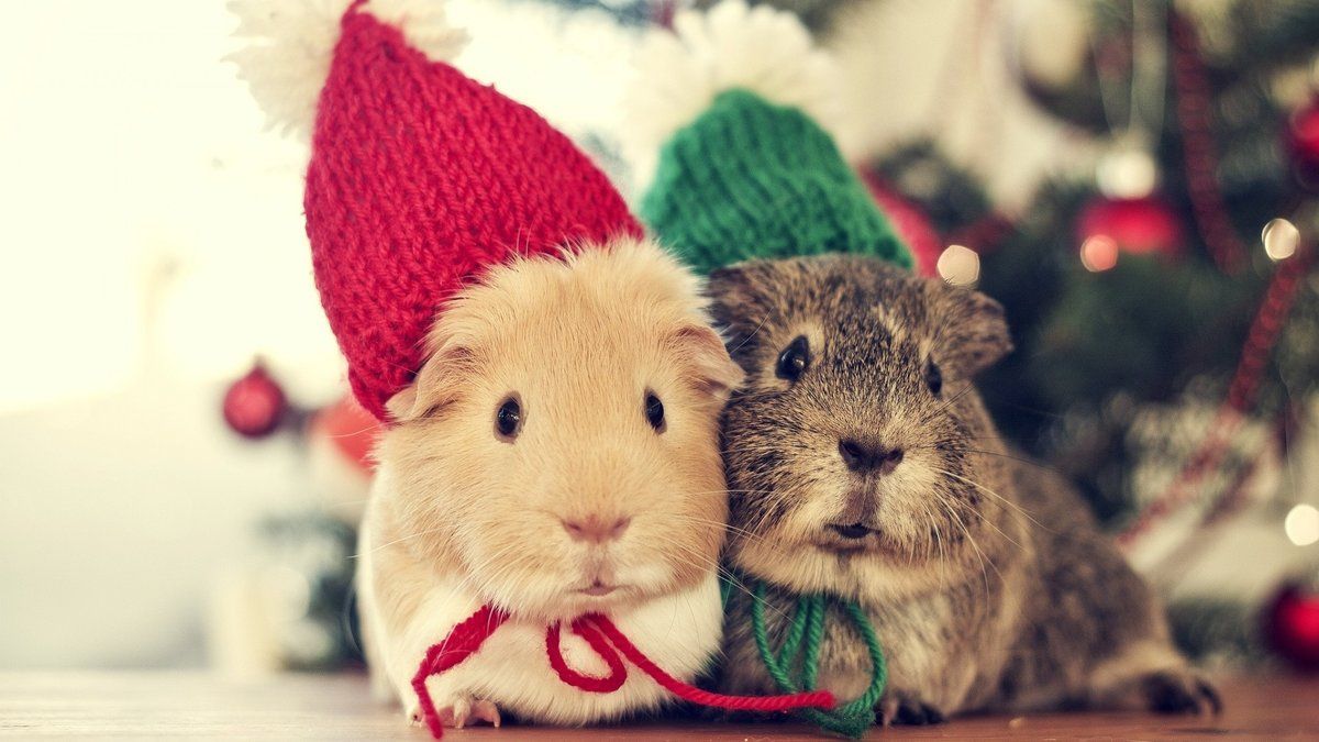 KLovesNature's tweet photo. Happy first day of December! https://t.co/eZi6au1OCB