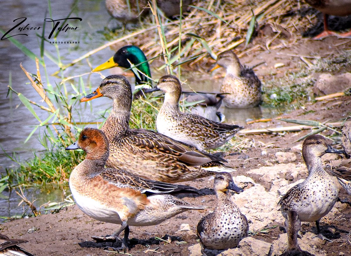 zaheertalpur2's tweet photo. Eurasion Wigeon,
Mallard (Male & Female)
Eurasian Teals,
November 2021
Khairpur mir's sindh Pakistan.
#birds #ducks #mallards #savewildlife #savenature #WWF #mehrano #sindh #wildlifeart #wildlifeonearth #bbcwildlife #animals_in_world #birdsphotographer #simple_bird https://t.co/furN6NZipG