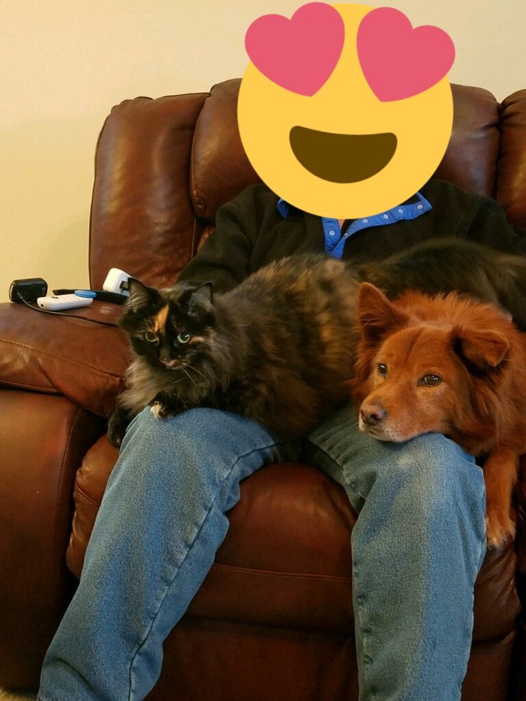 This is Nikita celebrating 1 year in her new home.She was my engagement present + the sweetest girl💗 over 8 years she was miserable with the constant cats in and out of the house, it stressed her out+was unhappy. She's now the queen of the house+loves being the only cat #cats