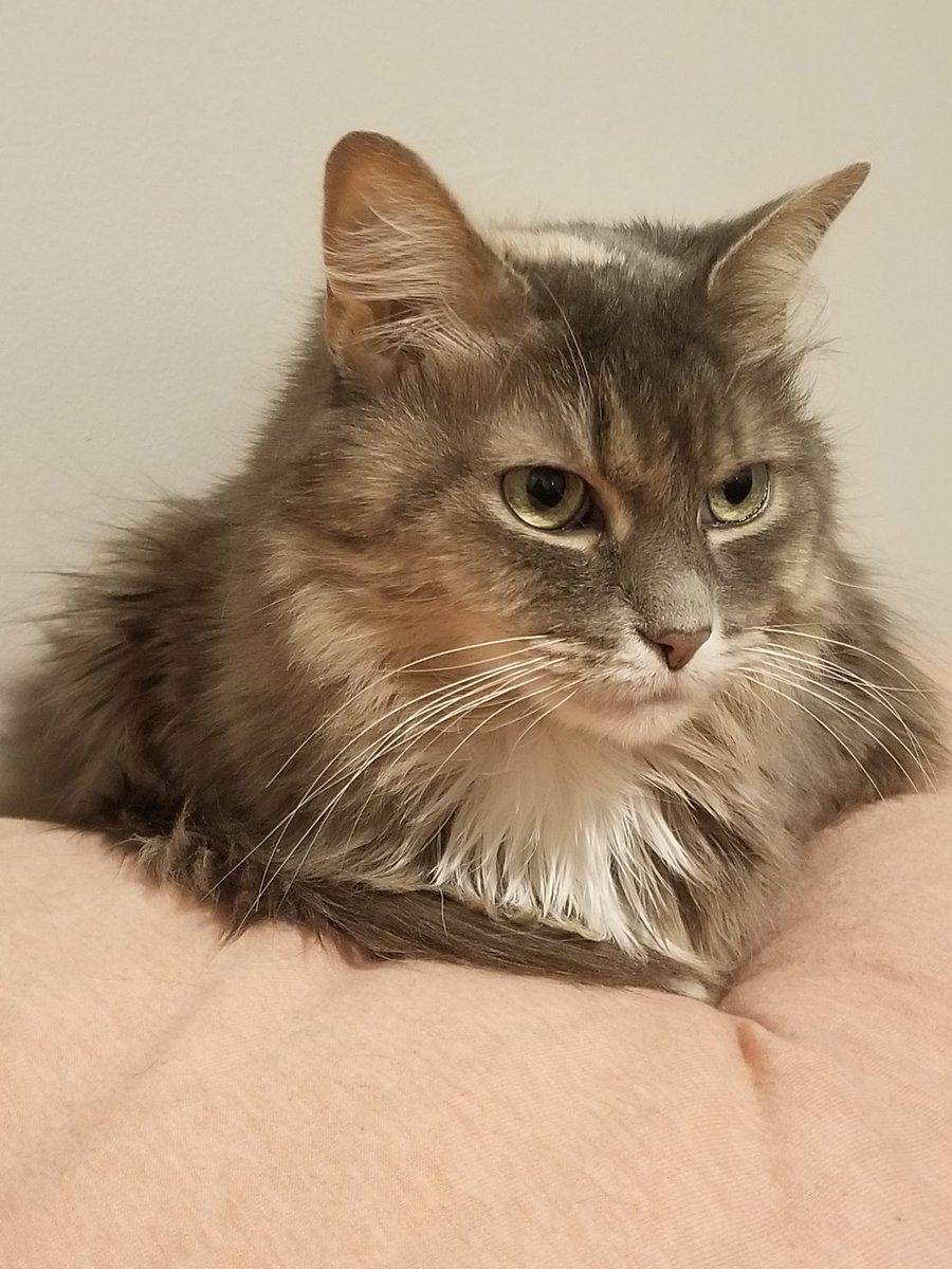 natilililili's tweet photo. Smokus Bearicus Third of Her Name poses for her Royal Portrait. A truly rare sight. Please rejoice in her Beauty and Grace.

@Xaliondor our daughter has made her debut as queen regent of the bed. Beware her wrath. https://t.co/H5jx2PrJHq