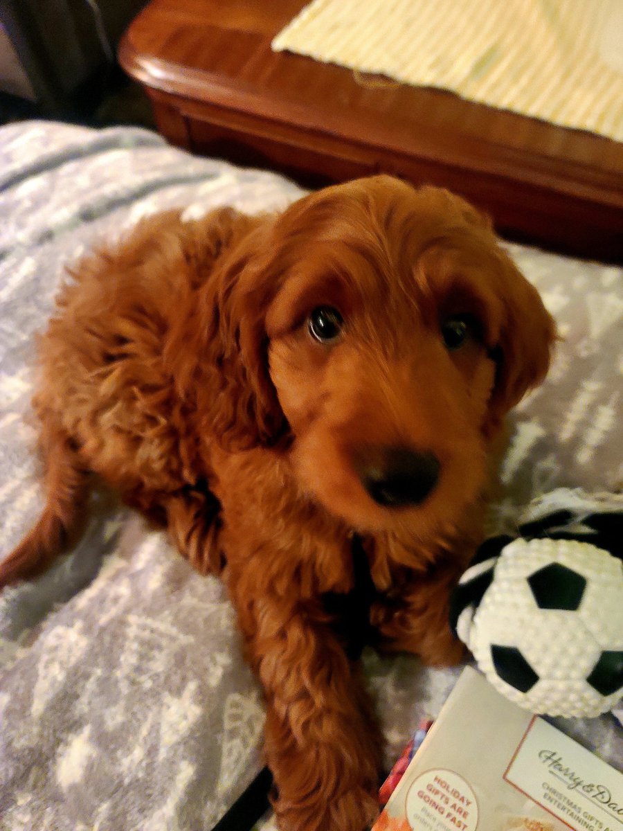 supershack1's tweet photo. Newest member of the family! Just trying to think of a name. Any ideas #twitter?? He is a male. #dogsoftwitter #dogs #family #puppy https://t.co/YrSoHRTRZe