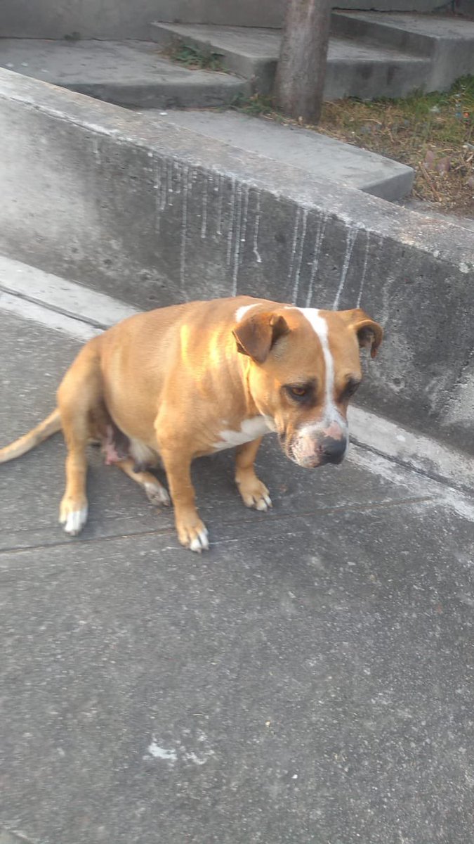 RescateAnimal's tweet photo. Esta perrita vive en un panteón.Buscamos madrina o padrino para su esterilización y evitar que vengan más perritos a sufrir
ayúdanos a cambiar su vida
Bancomer  Revolución Animal AC 0190872520 CLABE Interbancaria 012180001908725200  Paypal rescateanimal2@gmail.com https://t.co/V2IBWUUKfg