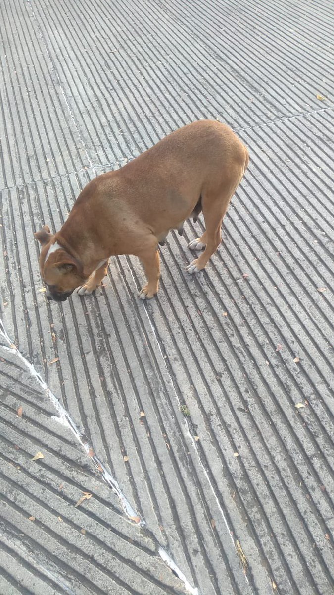 RescateAnimal's tweet photo. Esta perrita vive en un panteón.Buscamos madrina o padrino para su esterilización y evitar que vengan más perritos a sufrir
ayúdanos a cambiar su vida
Bancomer  Revolución Animal AC 0190872520 CLABE Interbancaria 012180001908725200  Paypal rescateanimal2@gmail.com https://t.co/V2IBWUUKfg