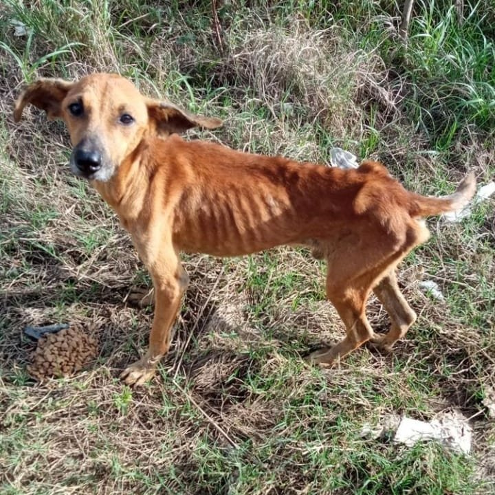MargaritaPets's tweet photo. Solidaridad 💜 nos reportan este perrito en Guarame. Necesita alimento, hogar temporal y atención médica. Manos solidarias que puedan ayudarlo. Por ahora no podemos asumir más casos por las deudas médicas pendientes. #ayuda #help #dog #dogoftwitter #islademargarita https://t.co/L7BR8v7NqR