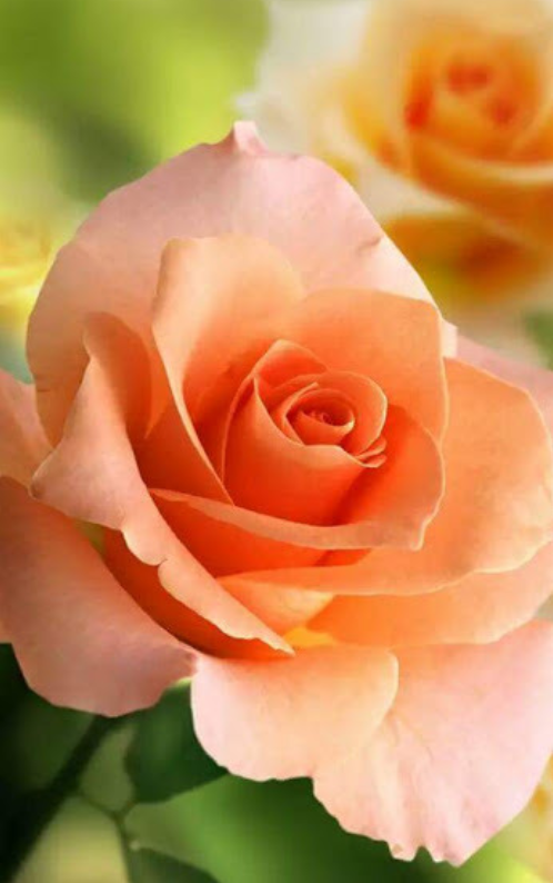 Twittblaster's tweet photo. The only way to live
is with your whole heart.
Embrace the good & bad.
~ Pat Chan-Schatz
📸 Weza77 / Lyn McHugh
Ref: FlowersGT20211126TB
#Twittblaster #TwittblasterFlowers #OneLinersTB #Petals123TB #Live #WholeHearted #PositiveVibes #lovelive #love #Life #BeAllThere #Enjoy https://t.co/OMIGSlEadg