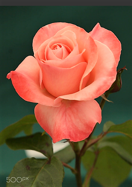 Twittblaster's tweet photo. The only way to live
is with your whole heart.
Embrace the good & bad.
~ Pat Chan-Schatz
📸 Weza77 / Lyn McHugh
Ref: FlowersGT20211126TB
#Twittblaster #TwittblasterFlowers #OneLinersTB #Petals123TB #Live #WholeHearted #PositiveVibes #lovelive #love #Life #BeAllThere #Enjoy https://t.co/OMIGSlEadg