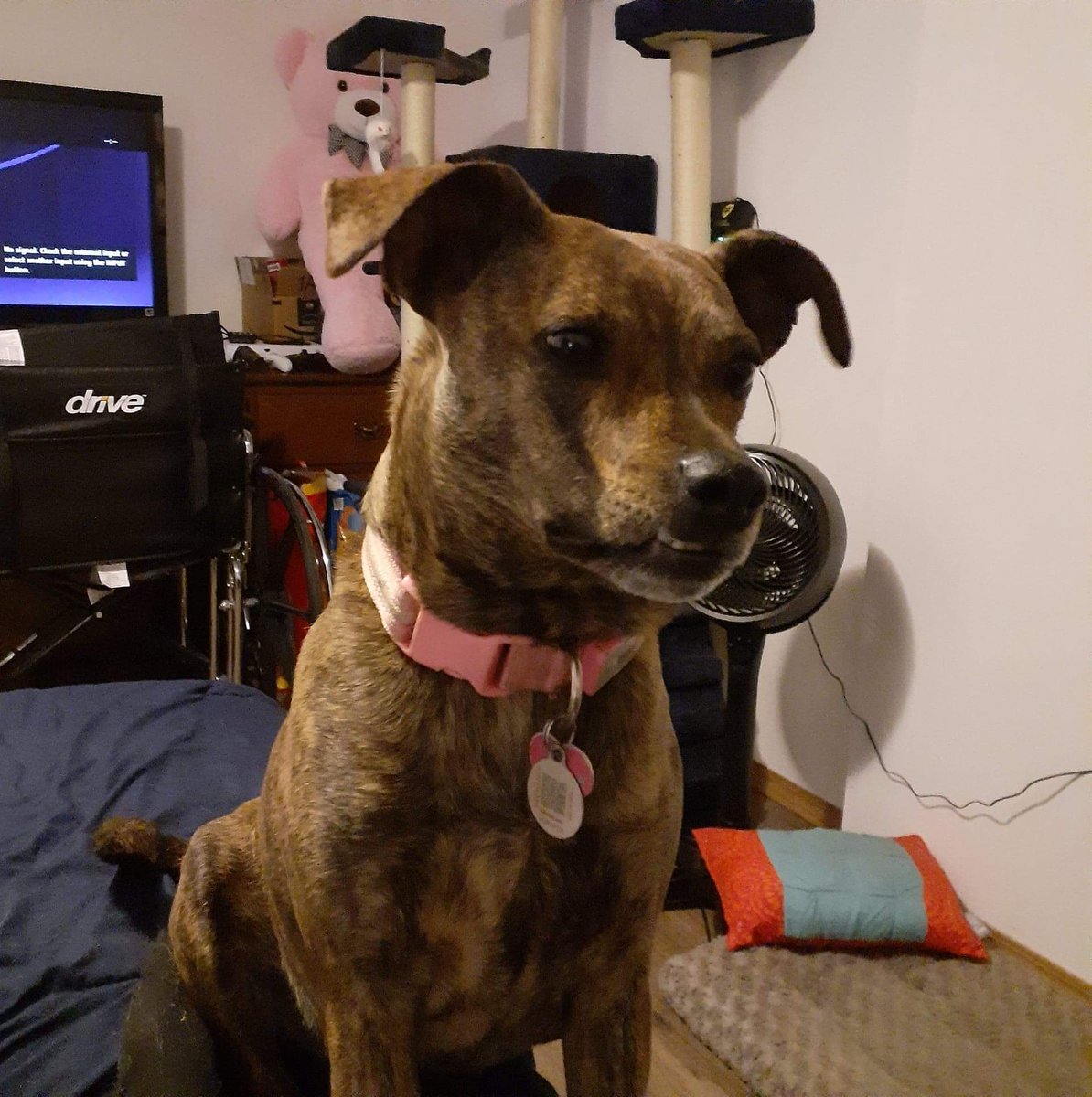 ImDaSwish's tweet photo. @DoNatoBomb @orangecassidy Looks very similar to mine.  Is dog part whippet? https://t.co/l9chT5Kw6L