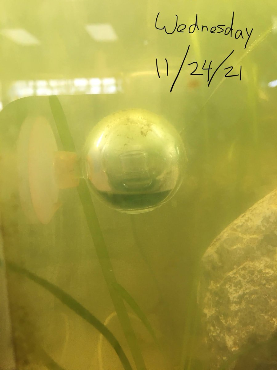 CarbonExtermin1's tweet photo. Our experiment: Last week, we turned off all co2 indicators and let the grass absorb it during our break. Today, we saw that our experiment was a success! The drop checker turned more blue, proving the grass did store carbon. #eelgrass #carbonfilter #tank #cimatechange https://t.co/9SBuMfcvKD
