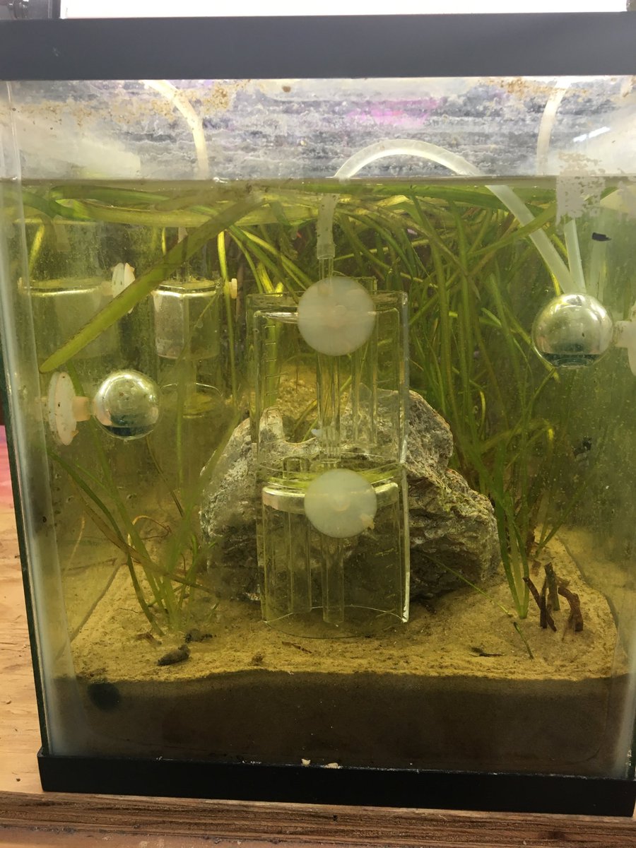 CarbonExtermin1's tweet photo. Full view of our tank....
#climatechange #carbondioxide #carbonfilter #eelgrass #tank #seagrass https://t.co/49LdXM8aHp