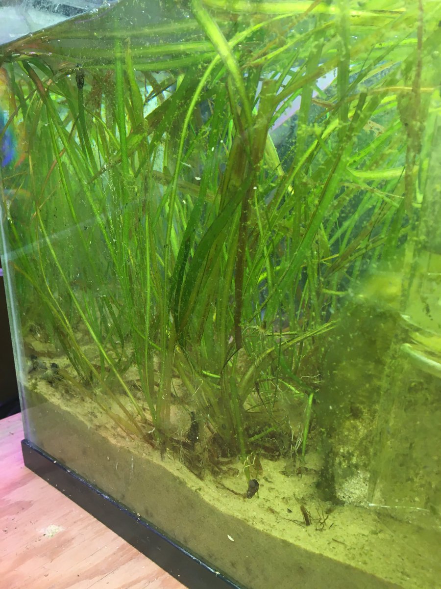 CarbonExtermin1's tweet photo. Full view of our tank....
#climatechange #carbondioxide #carbonfilter #eelgrass #tank #seagrass https://t.co/49LdXM8aHp
