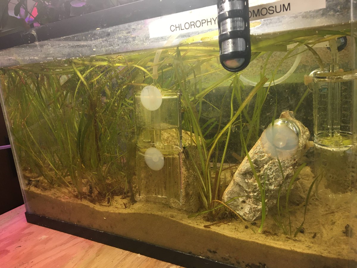 CarbonExtermin1's tweet photo. Full view of our tank....
#climatechange #carbondioxide #carbonfilter #eelgrass #tank #seagrass https://t.co/49LdXM8aHp