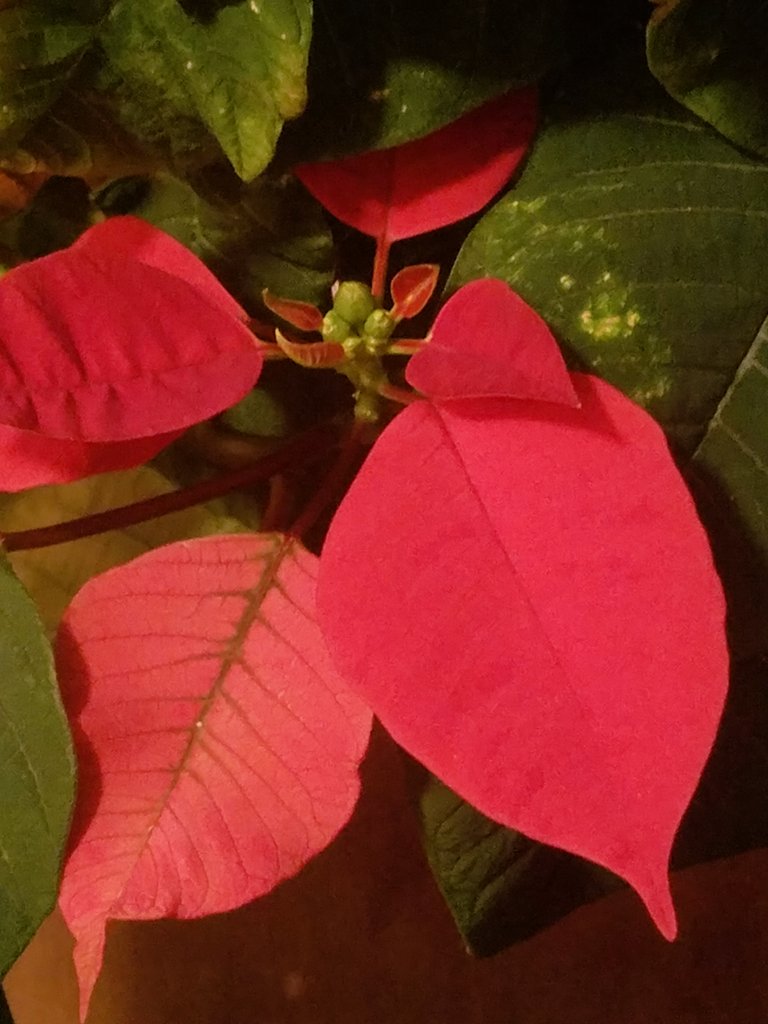 RAW_WritingNook's tweet photo. Not only are my poinsettia leaves getting some color, but I just spotted these flower buds today! #success #feelingaccomplished #Christmas #houseplants #happyholidays #merrychristmas #happyday #yearproject #nature #photography #naturephotography #poinsettia https://t.co/fSxeJYbC7S