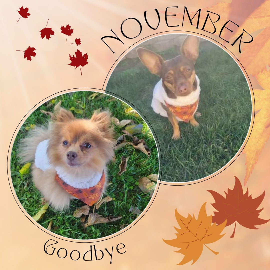BandysBandanas's tweet image. With the end of November comes the end of another Fall season. But that’s okay because the winter pawlidays are on their way! So thank you fall for all the wonderful colors! Hello winter and Santa Paws!

#bandysbandanas #goodbyenovember #endoffall #fallbandana #pomeranian