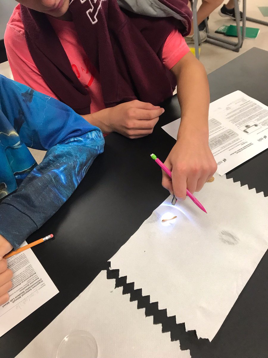 AKMarksMath's tweet photo. Our Longhorns did a 🐛 Mealworm Lab today in Ms. Leal’s classes! Students observed their worm’s responses to external stimuli - engagement at its finest! #rjhlonghorns #longhornssticktogether #abovetheline #betheonelcisd https://t.co/nZt9m0jfms