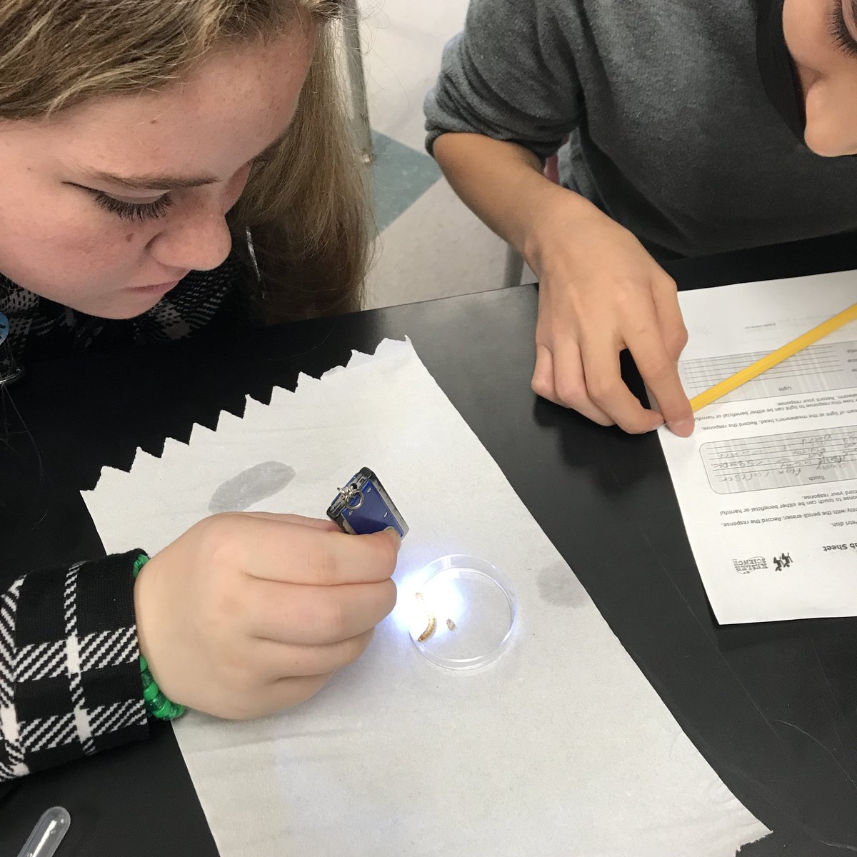 AKMarksMath's tweet photo. Our Longhorns did a 🐛 Mealworm Lab today in Ms. Leal’s classes! Students observed their worm’s responses to external stimuli - engagement at its finest! #rjhlonghorns #longhornssticktogether #abovetheline #betheonelcisd https://t.co/nZt9m0jfms