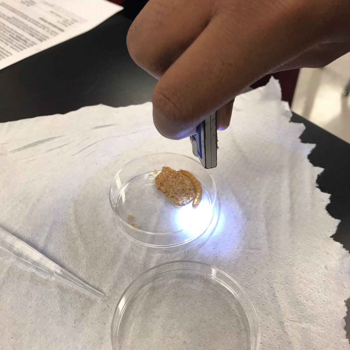 AKMarksMath's tweet photo. Our Longhorns did a 🐛 Mealworm Lab today in Ms. Leal’s classes! Students observed their worm’s responses to external stimuli - engagement at its finest! #rjhlonghorns #longhornssticktogether #abovetheline #betheonelcisd https://t.co/nZt9m0jfms