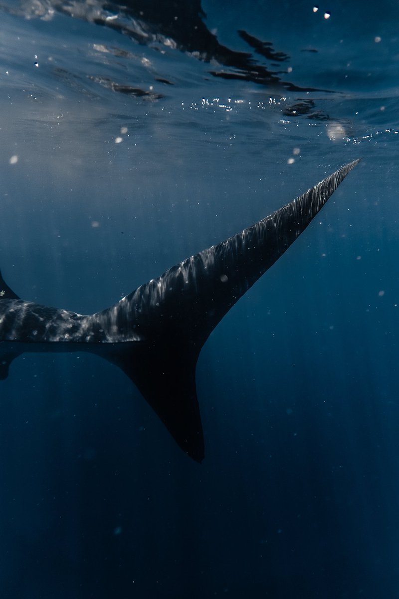 NicoMarinb's tweet photo. Tiburón ballena en Isla Mujeres, México 🇲🇽 instagram @nicomarinb https://t.co/rAA1OutszH