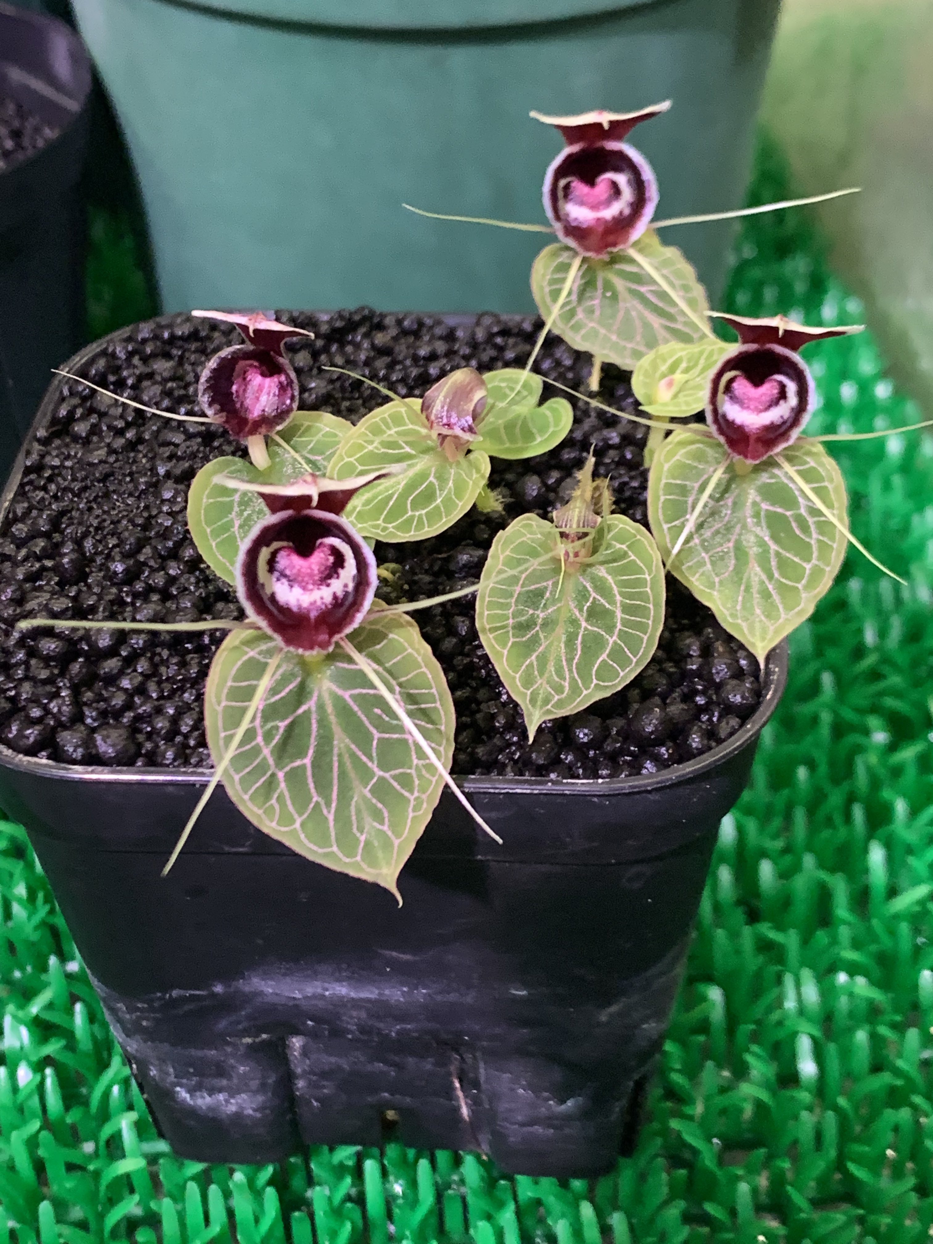 【コリバス】Corybas Sp.(1芽+1球) コリバス】Corybas Sp.(1芽+1球) - メルカリ