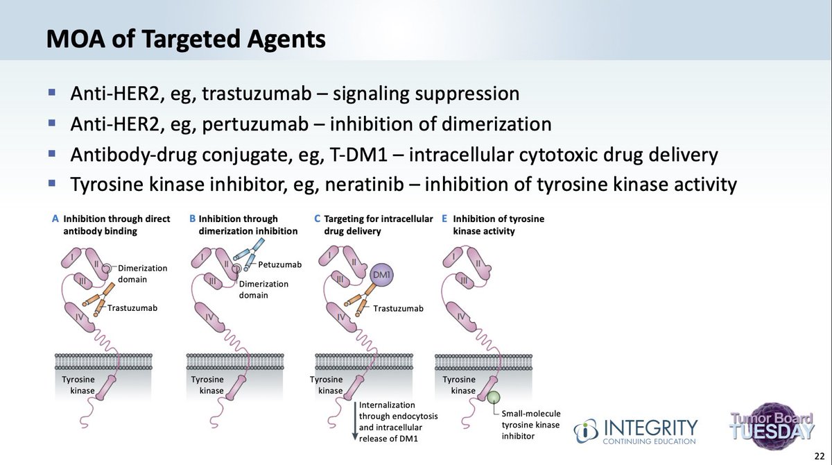 #TumorBoardTuesday
HER2 #TBTWebinar🔑
➡️MOA Targeted Agents🎯
✅Anti-HER2, eg, trastuzumab🚫signaling 
✅Anti-HER2, eg, pertuzumab🚫dimerization
✅Antibody-drug conjugate (ADC), eg, T-DM1 intracellular cytotoxic💊delivery
✅Tyrosine kinase (TK) inhibitor, eg, neratinib🚫activity