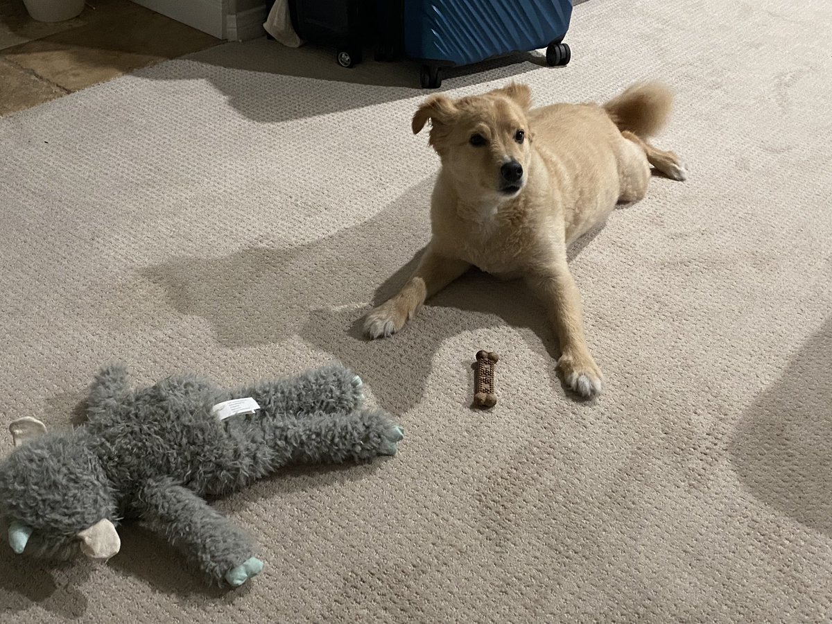 DLilaki's tweet photo. @sarah_bockting @drbehardisty Gus and his yeti send you and your FIL love https://t.co/DZ01mla4CB