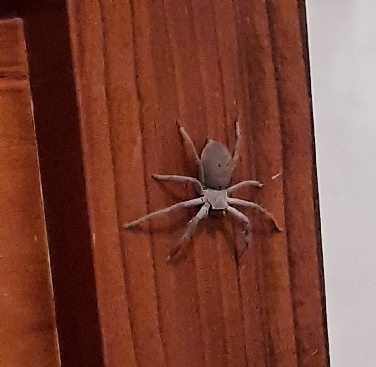 You know you live in Australia when you wake up and see this on your bed.