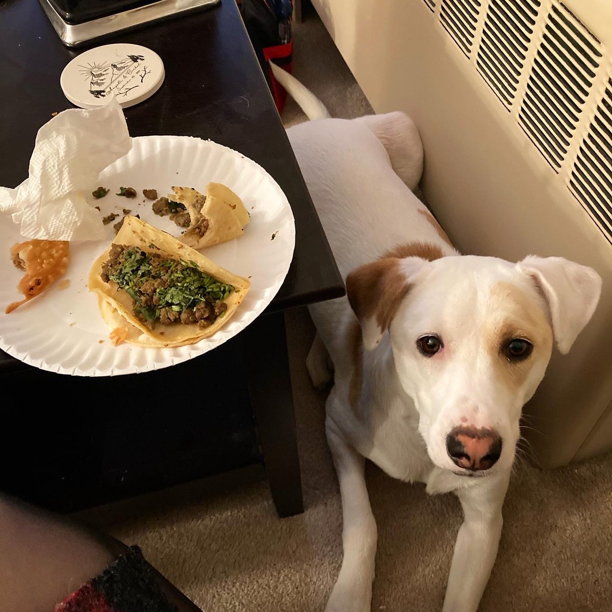 JacquelineWMUR's tweet photo. #TacoTuesday for the win! And nachos and empanadas… and our pup Sammy waiting for us to drop something 😂 #food #dinnerbreak #tuesday #tuesdayvibes #tuesdaymotivation https://t.co/29ekJFEIrt