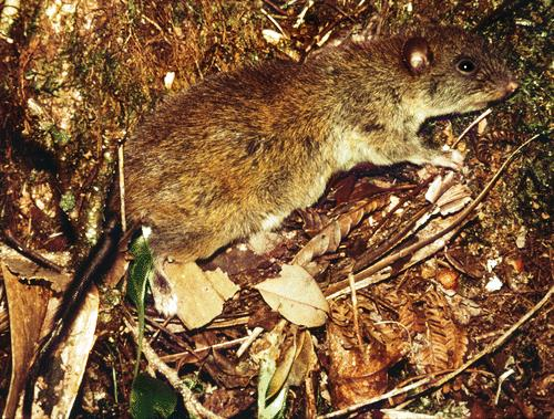 nmpbicol's tweet photo. Isarog’s endemic rodent – Are you aware that there’s a species of rat exclusively found in the mossy and montane forest of Mt. Isarog? 

Read our FB post here: https://t.co/QFb7udjmJL

#NationalMuseumPh #Bicol #CamarinesSur #MtIsarog #FaunaPH #NaturalHistory #EndemicSpecies https://t.co/Zl3ne2nTRf
