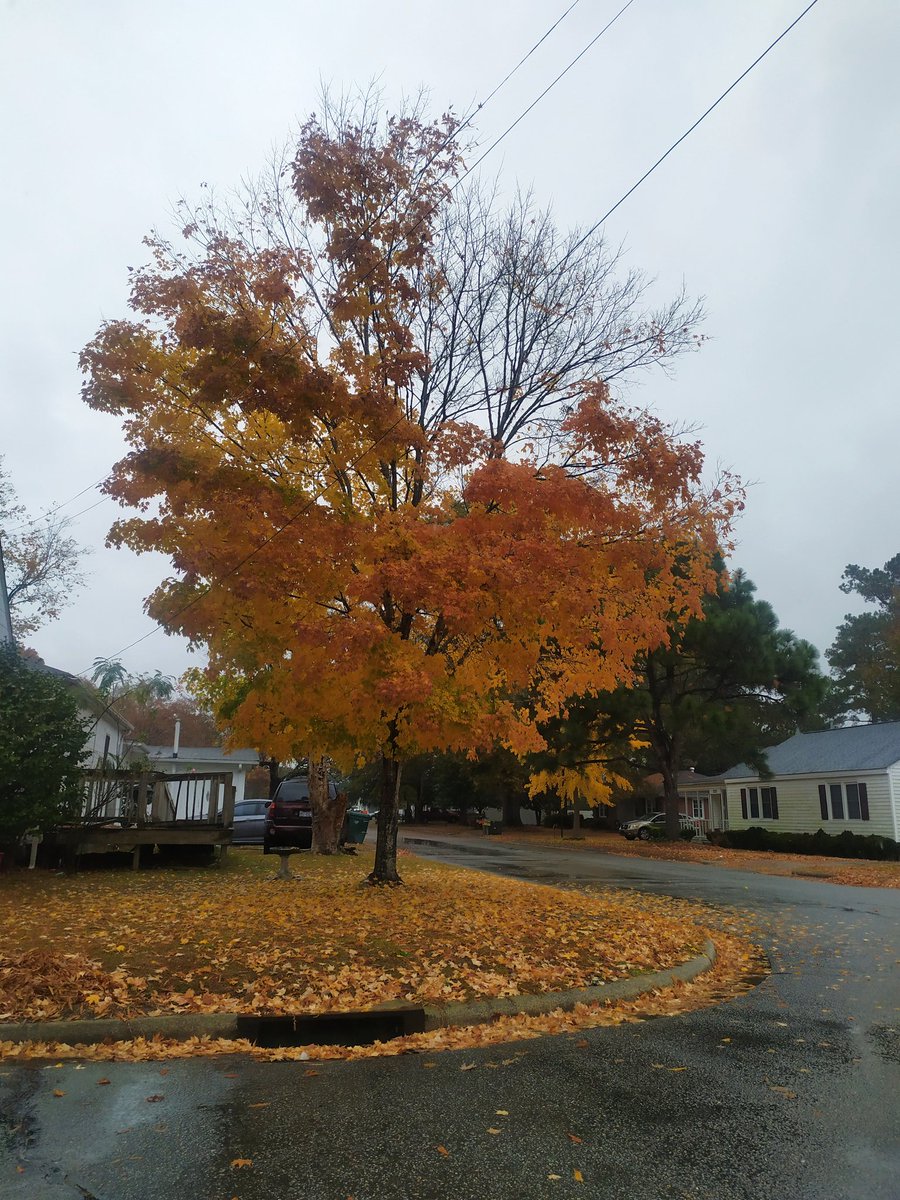 Fall in love with moments #christmasparade #treelover #AutumnFalls <a href="/ParticipateLrng/">Participate Learning</a> #unitingourworld