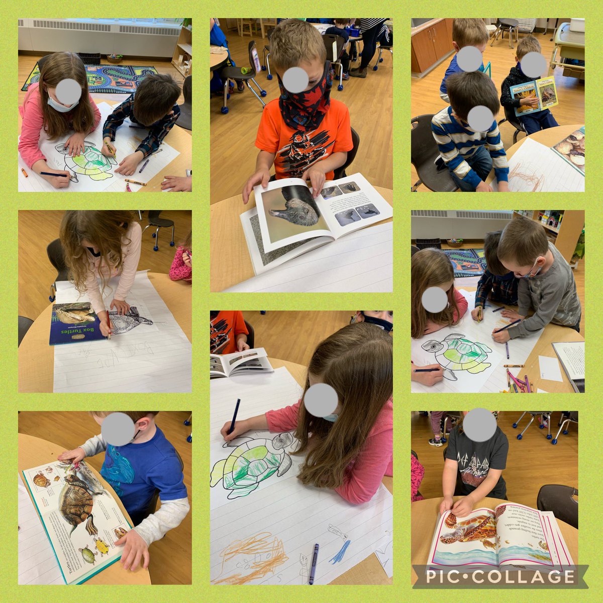GlendaBensonSPS's tweet photo. KAB students are doing a mini investigation on turtles . Student D wondered if snapping turtles would bite our toes and feet? #turtles #snappingturtles #gatheringformation #whatdoweknow #teamwork @StirlingPS https://t.co/DbMH6Pj0PF