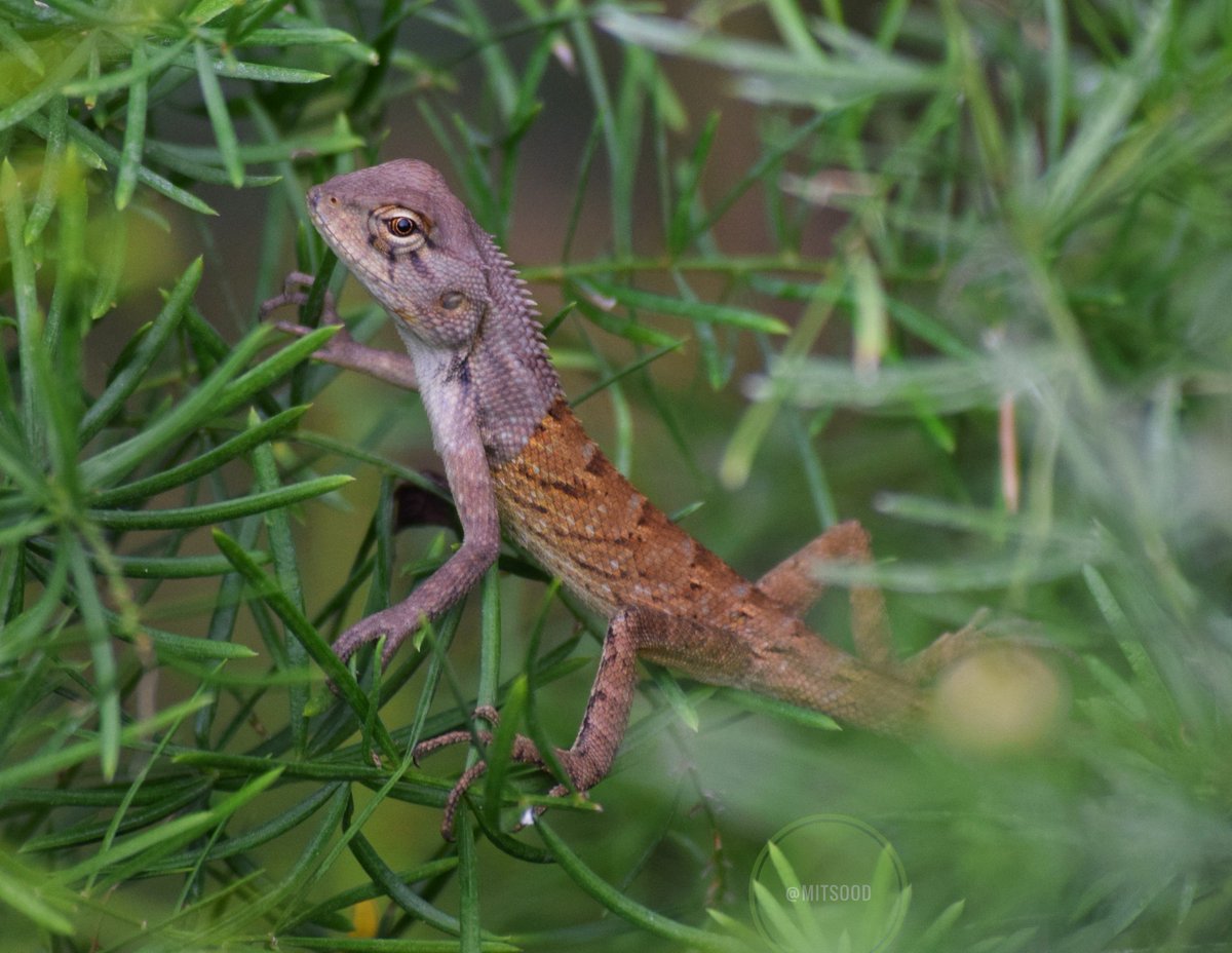 Day 617

Oriental Garden Lizard!! 

#AnythingButBirds by #IndiAves

#dailypic #TwitterNatureCommunity  #ThePhotoHour #BBCWildlifePOTD