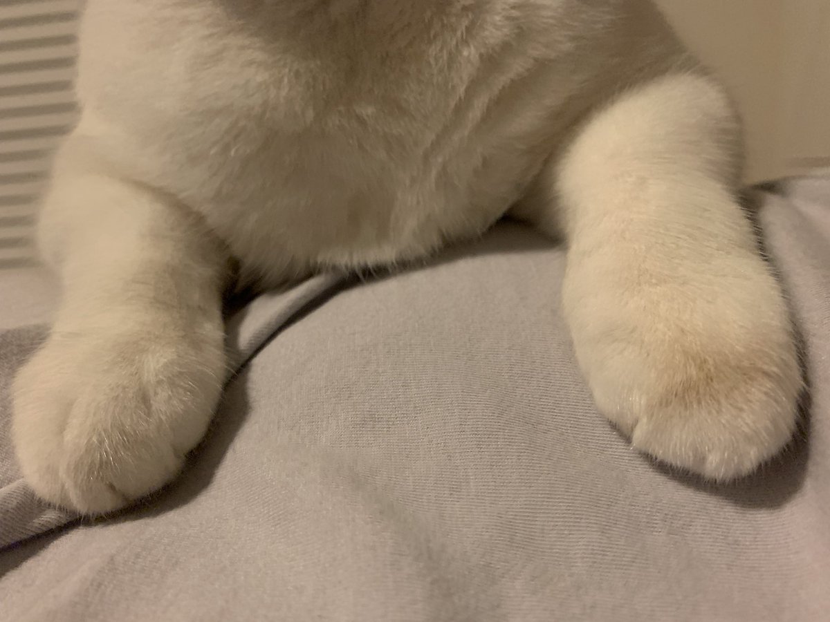fatfatpankocat's tweet photo. So cats just walk around on these things huh https://t.co/2GW0VOQBTp
