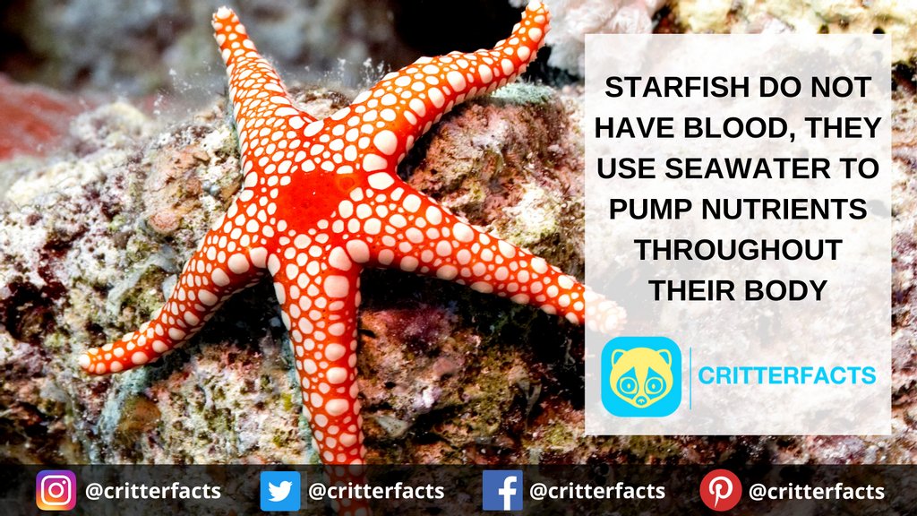 critterfacts's tweet photo. They filter the seawater first!
.
.
.
#critterfacts #critter #facts #star #fish #starfish #blood #sea #ocean #seawater #wildlife #animalfacts #suprisingfacts #didyouknow https://t.co/Lwa3FHsHTs